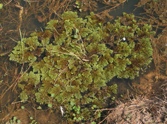Salvinia cucullata