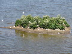 Chroicocephalus ridibundus