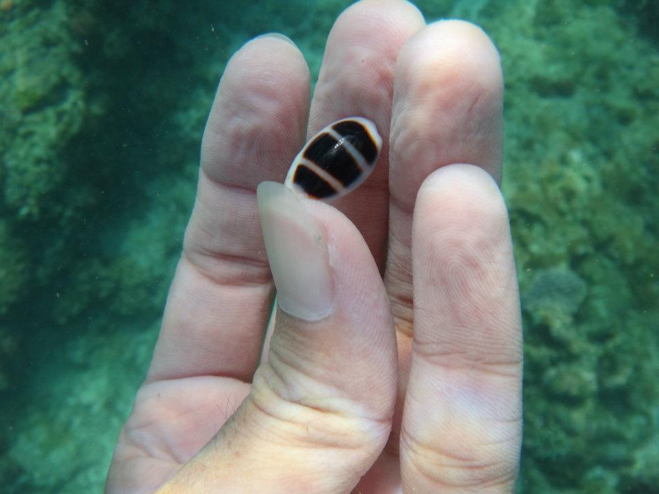 Little Ass Cowry