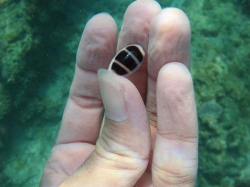 Little Ass Cowrie