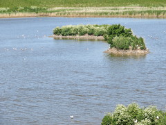 Chroicocephalus ridibundus