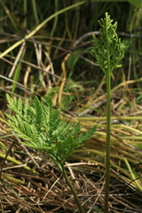 Sceptridium robustum