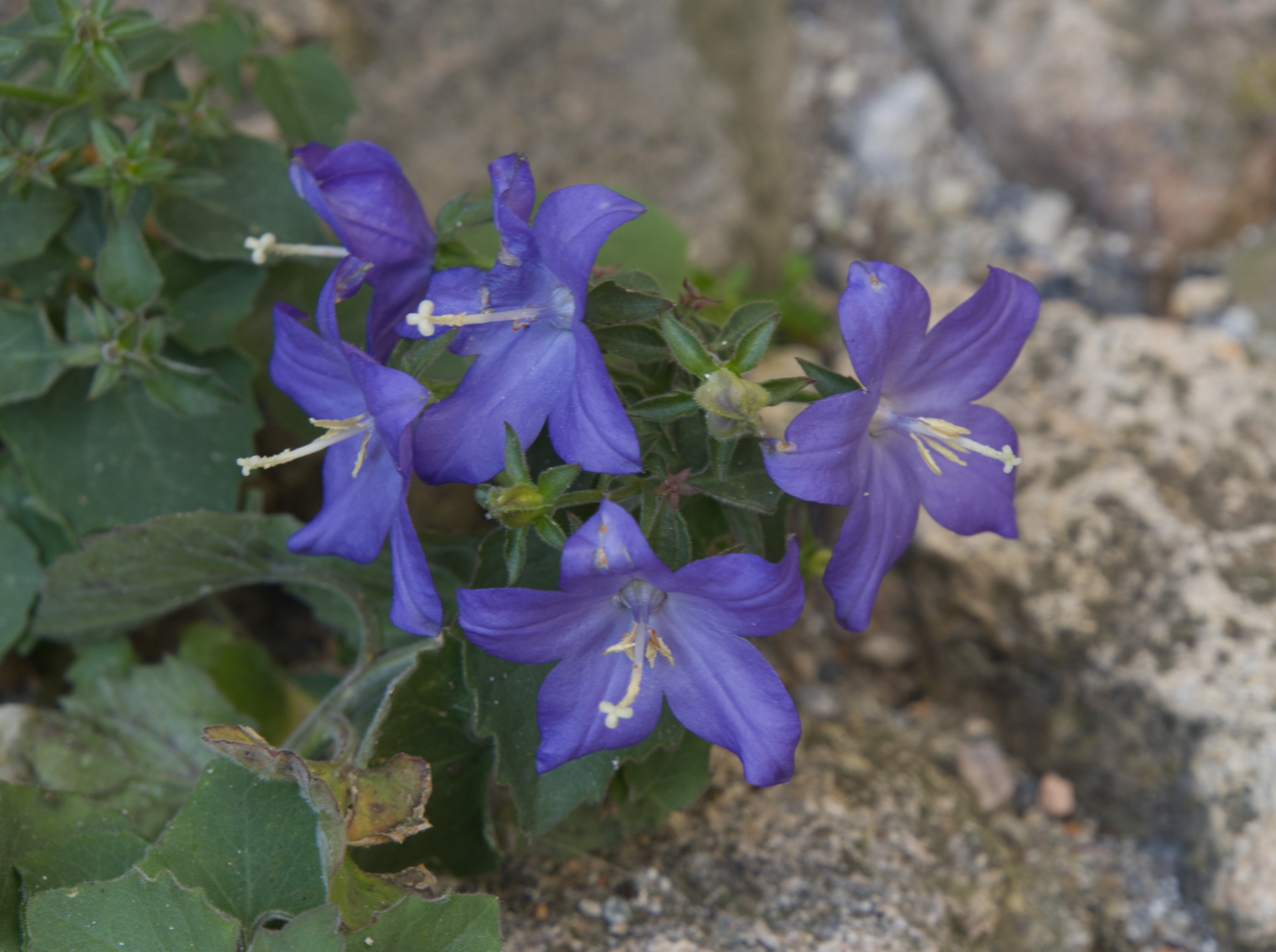 Italian bellflower