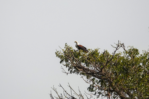 iNaturalist: (c) christiaandevries, some rights reserved (CC BY-NC) iNaturalist image