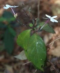 Pseuderanthemum latifolium