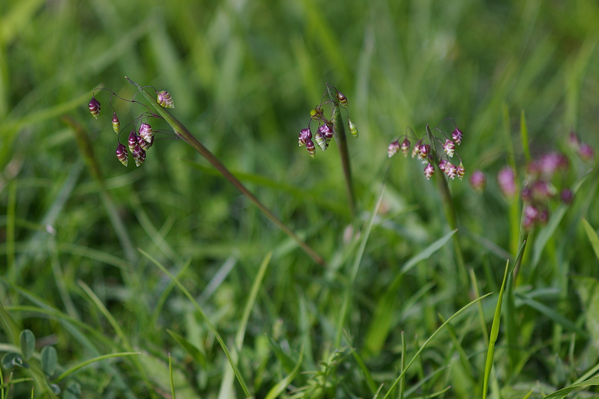 Perennial Quakinggrass (Briza media)