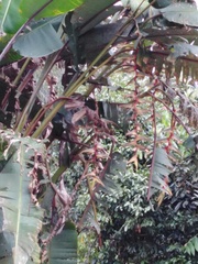 Heliconia griggsiana