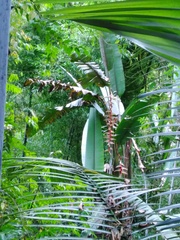 Heliconia griggsiana