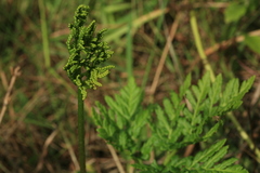 Sceptridium robustum