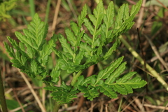 Sceptridium robustum