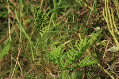 Sceptridium robustum