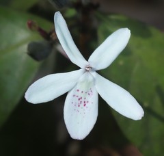 Pseuderanthemum latifolium