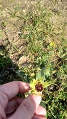 Ophrys sphegodes sphegodes