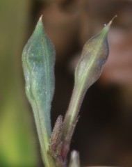 Pseuderanthemum latifolium