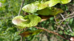 Dalbergia monticola image