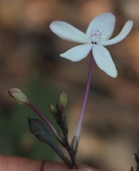 Pseuderanthemum latifolium
