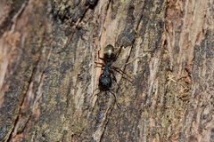 Camponotus oxleyi