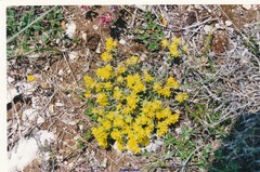 Anthyllis vulneraria reuteri
