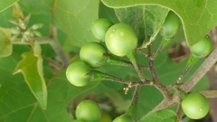 Solanum torvum image