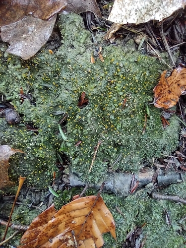 Fissidens exilis observed 2026-04-05