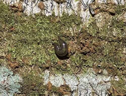 Philomycus observed 2026-04-04