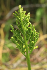 Sceptridium robustum