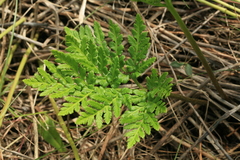 Sceptridium robustum