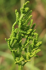 Sceptridium robustum