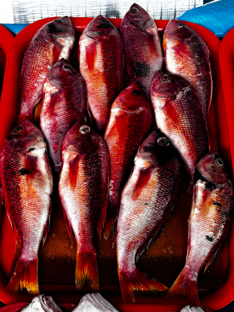 Threadfin bass