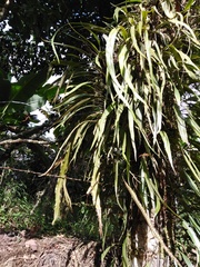 Microgramma percussa