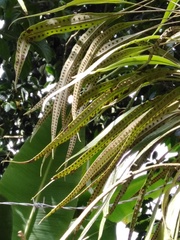 Microgramma percussa