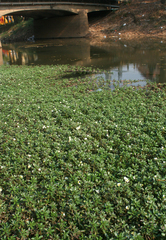 Ludwigia adscendens