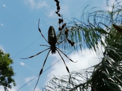 Trichonephila clavipes