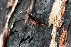 Aulacidae