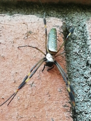 Trichonephila clavipes