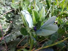 Vicia narbonensis