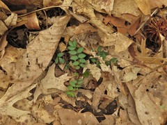 Polemonium reptans reptans