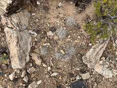 Coryphantha macromeris