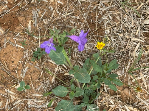 violet ruellia (Ruellia nudiflora)