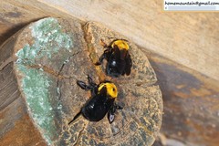 Xylocopa appendiculata