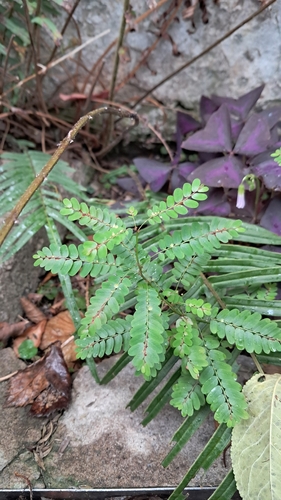 Niruri (Phyllanthus niruri)