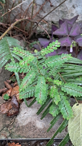 Phyllanthus niruri, photograph 4