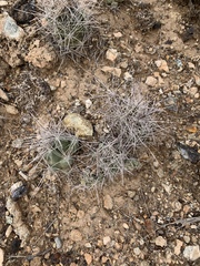 Coryphantha macromeris