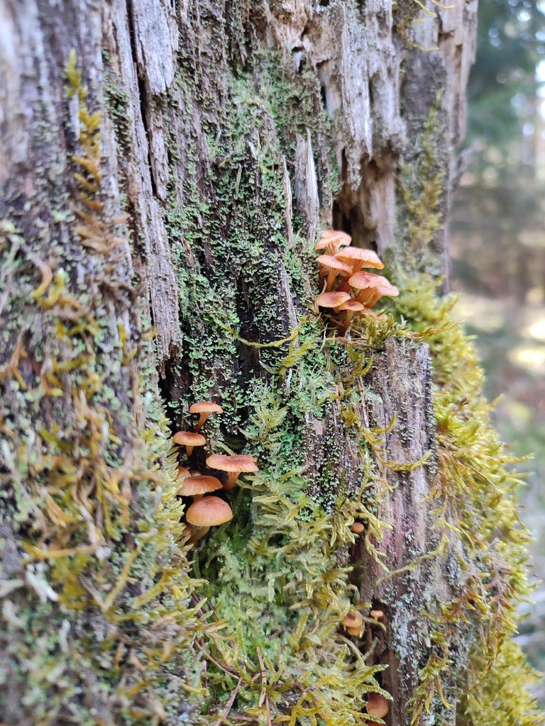 Xeromphalina campanella · March 2026 · photo: © jantiff (iNaturalist, cc-by)