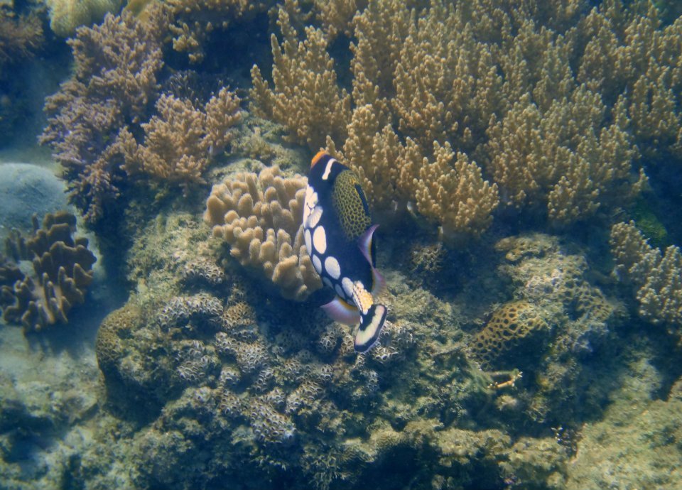 Clown Triggerfish