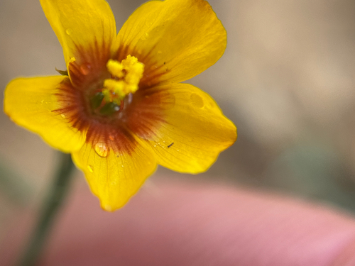 Texas Flax (Linum hudsonioides)
