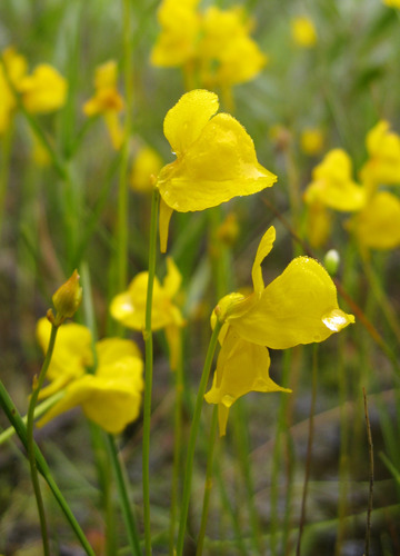 Horned Bladderwort (Utricularia cornuta)