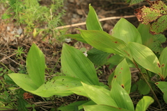 Convallaria keiskei