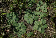 Euphorbia ecklonii