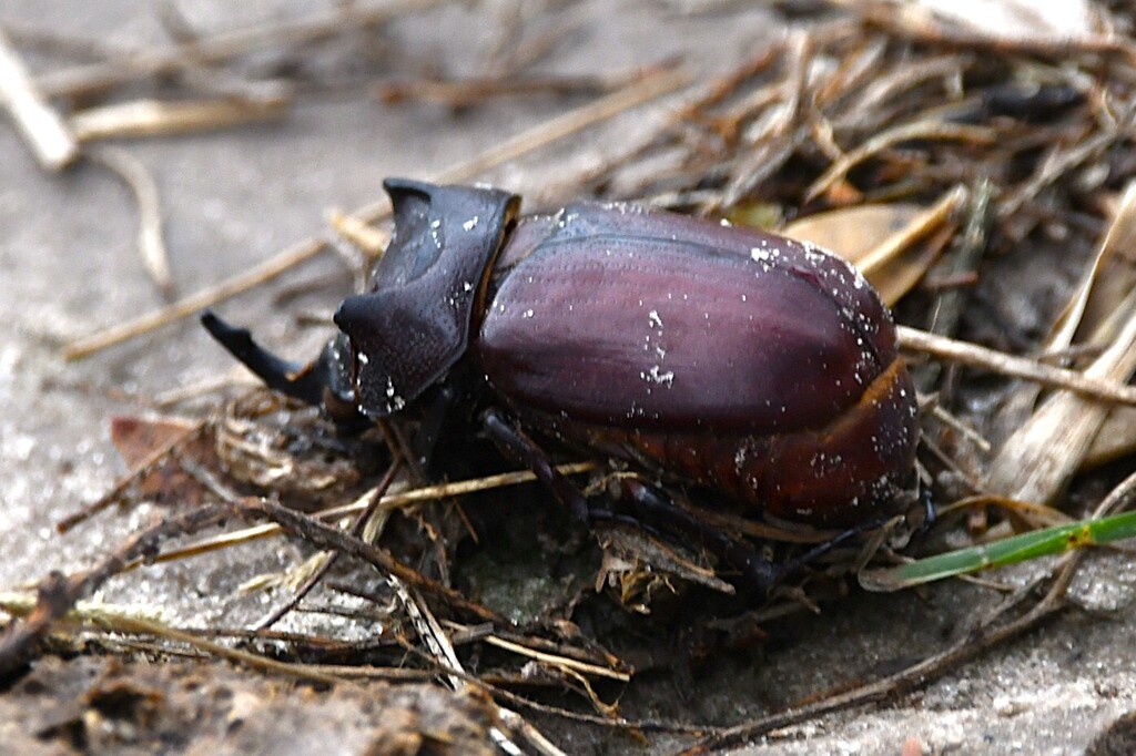 Coelosis denticornis